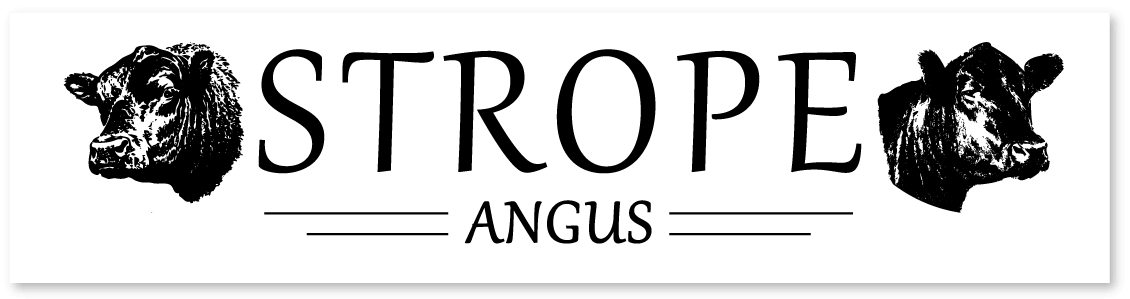 Strope Angus